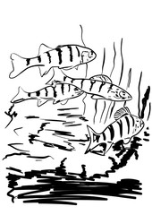 small predator perch in the river