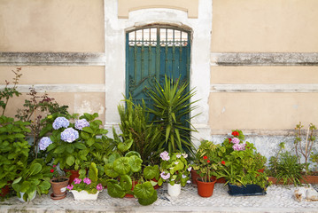 Fototapeta na wymiar flowers and plants in front of a house in the Graca district of Lisbon