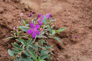 purple flowers in the garden