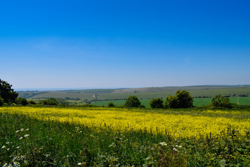 Fototapeta na wymiar Field of yellow flowers with a farmland background