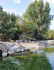 pelicans on the river