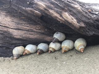 Clouded Periwinkle snails (Littoraria nebulosa) cluster on a dead tree trunk above the sand at Driftwood Beach on Jekyll Island, Georgia