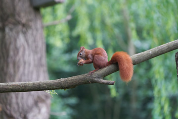 Eurasian Red Squirrel on a Tree with Nuts