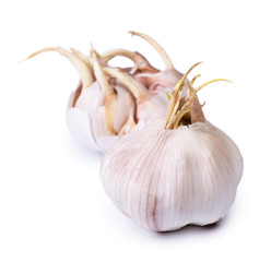 Sprouted garlic bulb isolated