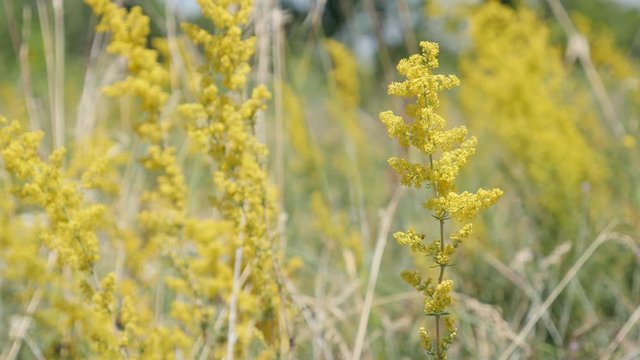 Yellow flowers of Ladys bedstraw Galium verum plant 4K close-up footage