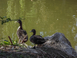 ptaki kaczki woda jezioro natura © Piotr