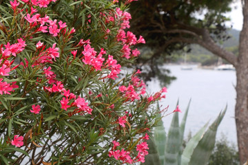 Fototapeta na wymiar Pink oleander flowers by the sea. Selective focus.
