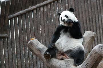 Giant Panda sitting on the Wood Structure