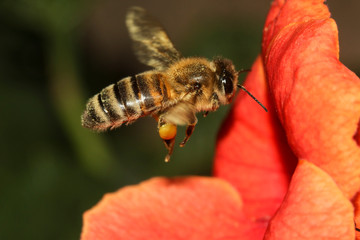 Bee in flight Apis melifera