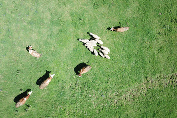 Top view of cattle, sheep and cow on the pasture