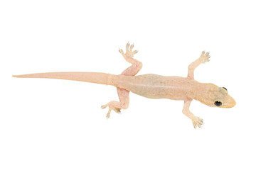 Obraz premium House gecko (Hemidactylus) in Thailand isolated on white background. Clipping path