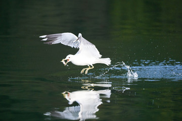 Gull Larus Canus catching a fish at lake