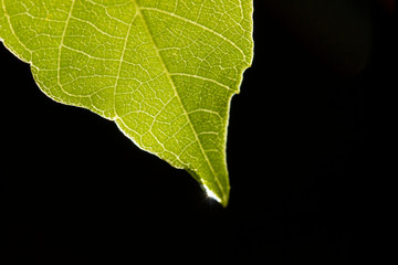 water drop on green leaf
