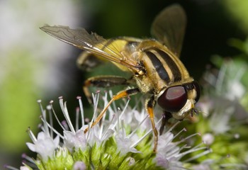 insect Episyrphus balteatus on a flower