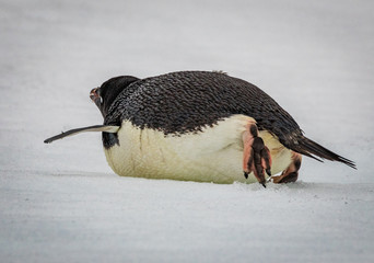 Adelie penguin in Antarctica (Pygoscelis adeliae)