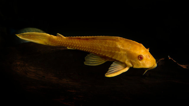 Pleco catfish albino Bristle-nose pleco gold Ancistrus dolichopterus Plecostomus aquarium fish.