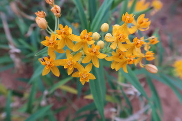 yellow flowers