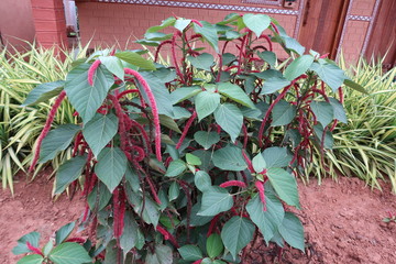 red flowers on a wooden fence