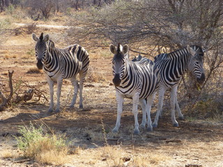 Obraz premium group of zebra in the bush