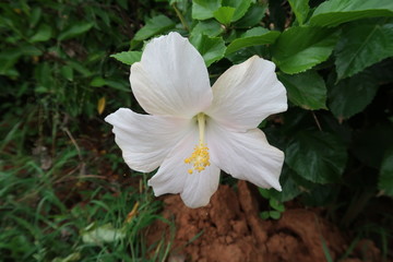 white and yellow flowers