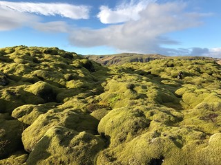 Green Icelandic moss on a summer day