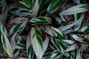 full frame shoot of Never Never Plant/ Clenanthe Oppenheimiana E.Morren/ Tricolor/ Marantaceae Background