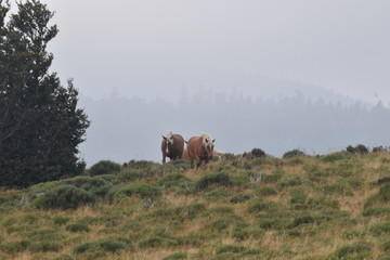 Freilebende Pferde im natürlichen Habitat mit Bergen im Nebel als Hintergrund