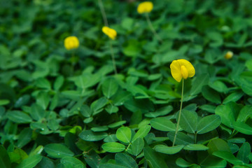 yellow Arachis pintoi flower (Pinto peanut) against blurry background. selective focus - obrazy, fototapety, plakaty