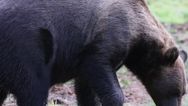 Wild bear in nature. Bear feeding in summertime.  Wildlife spotting footage.Forest with brown bear, for wildlife photographer. Free roaming bear. Freedom in natural forest.