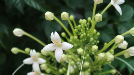 white spring flowers