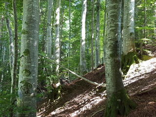 Fototapete bei efototapeten.de bestellen   