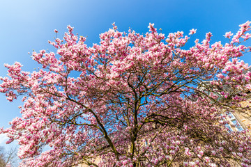 Magnolienbaum in voller Blüte