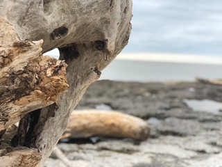 dead tree on the beach
