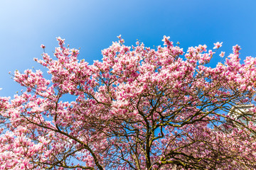 Magnolienbaum in voller Blüte