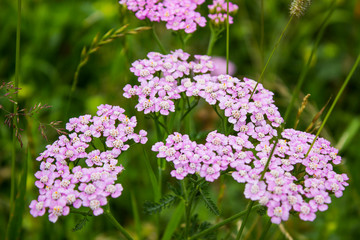 Yarrow flowers Achillea millefolium in green meadow