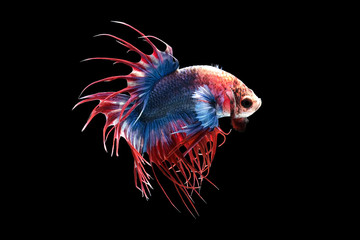 White red and blue crowntail , White red and blue betta fish, Siamese fighting fish, betta splendens (Halfmoon betta, Pla-kad (Biting fish) isolated on black background.