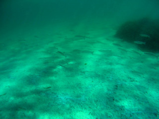 Sott'acqua nel mare