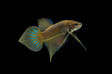 Yellow wild betta fish, Siamese fighting fish, Pla-kad (Biting fish) isolated on black background.