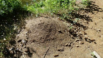 Ameisenhaufen