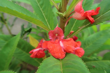red and yellow flower