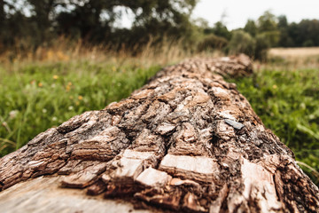 Fallen tree in the forest
