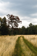 Trees in the park. Udmurtia