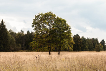 landscape with trees in field