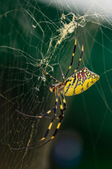 Yellow king spider making a cobweb