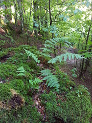 Fototapete bei efototapeten.de bestellen   