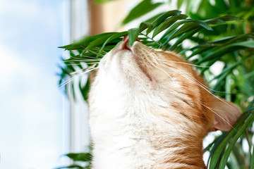 A red cat sniffs flowers on a green plant. A pet, a houseplant.