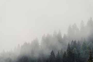 Fototapeta na wymiar Magical forest covered by fog in daylight