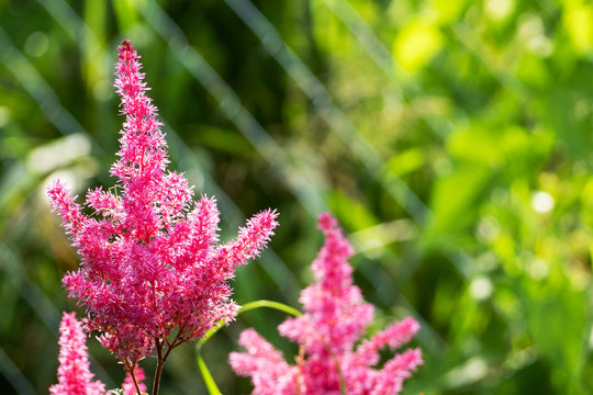 Blooming astilba crimson close-up growing in the garden.