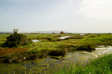 Italy Tuscany Maremma Castiglione della Pescaia Grosseto, natural reserve of Diaccia Botrona.