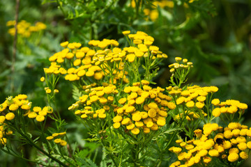 Fototapeta premium Tansy Tanacetum vulgare, Common Tansy, Bitter Buttons, Cow Bitter, Mugwort Golden Buttons growing on the field